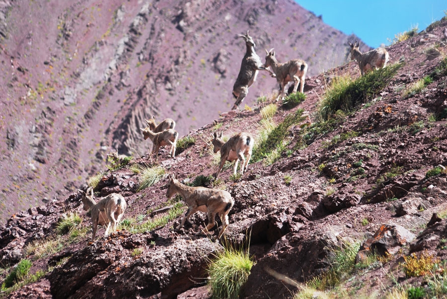 Wildlife Safari