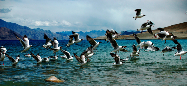 Nubra - Pangong Lake via Shyok river road (150 Kms | 6-7 hrs approx.)