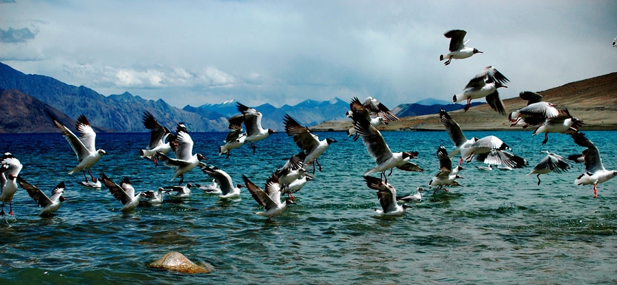 Pangong Lake