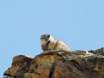 Pallas cat Expedition to Hanle