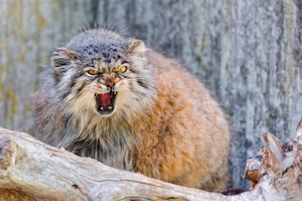 Pallas cat Expedition to Hanle