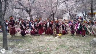 Ladakh Apricot Blossom Festival