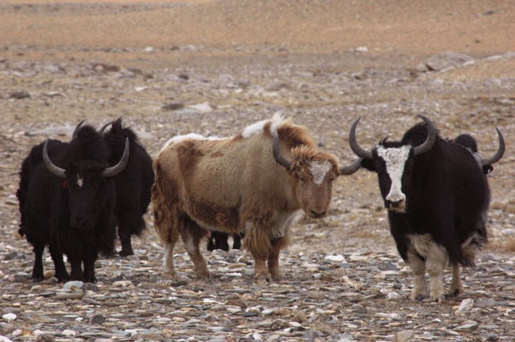 Nomadic Journey