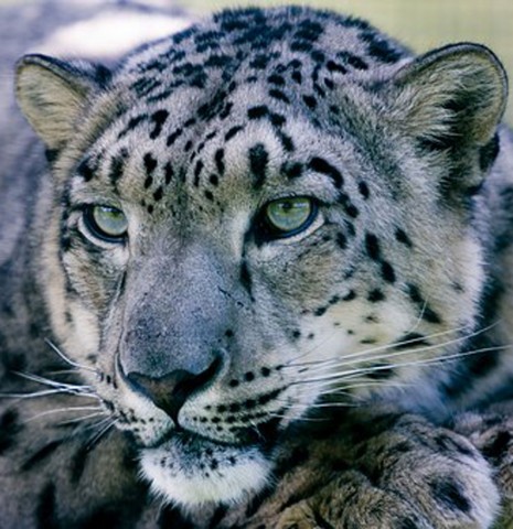 Snow Leopard Trek with Camping