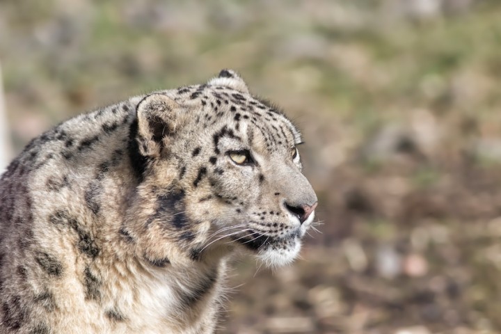 Snow Leopard Tour in Ladakh